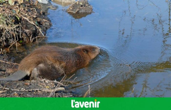 Des barrages de castors responsables de la mort de deux bovins à Tintigny