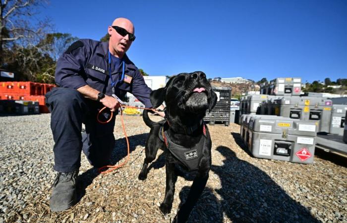 À Los Angeles, des chiens sauvent des vies en recherchant les victimes des incendies