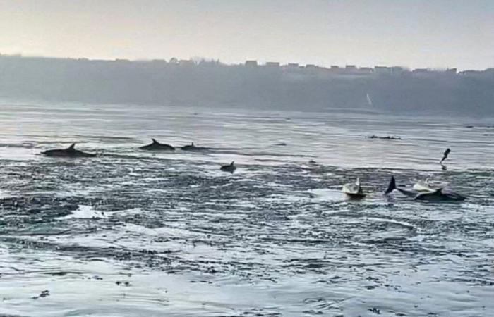 en Bretagne, le sauvetage épique de 13 dauphins