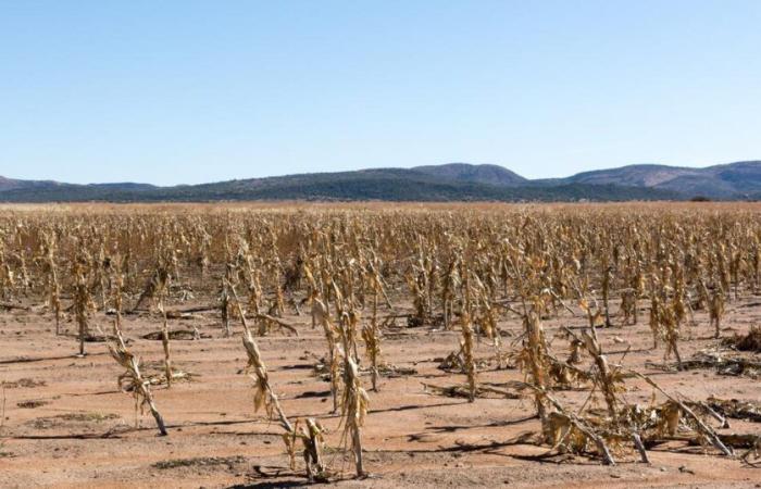 Avec le réchauffement climatique, les sécheresses pluriannuelles deviennent de plus en plus régulières