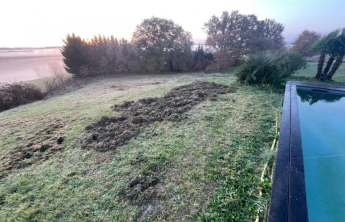 Près de Toulouse. Les sangliers font des ravages en chassant autour des maisons