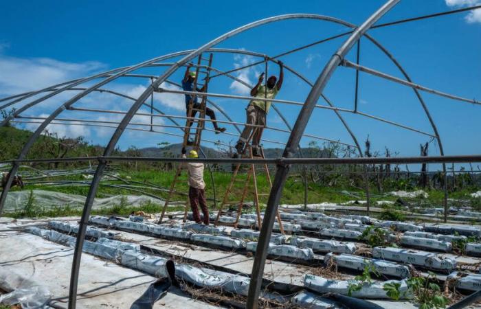 à Mayotte, les agriculteurs face à une terre de désolation – Libération