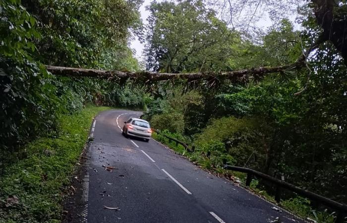 Chute d’un arbre sur la Route des Mamelles dans la descente vers Pointe-Noire, une intervention est en cours