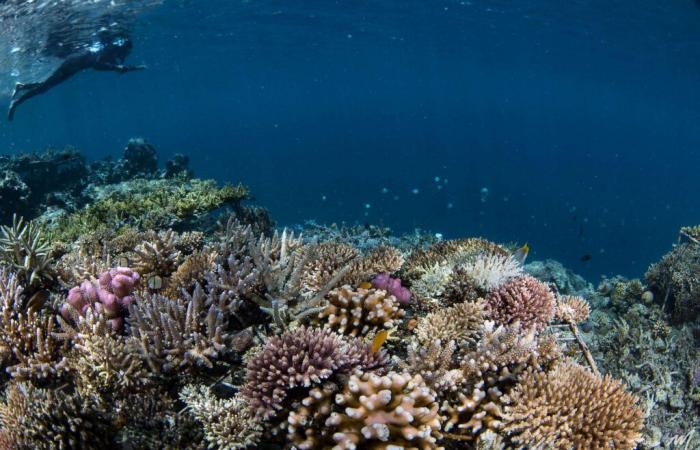 les coraux face aux défis climatiques