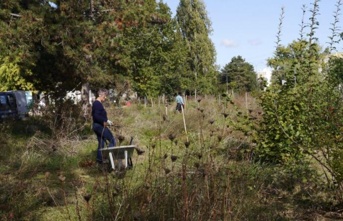 Le Bois Gourmand du Chalonnais et sa forêt comestible vous accueillent avec plaisir – info-chalon.com