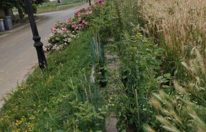 dans le Val-d’Oise, un village plante une haie contre les inondations