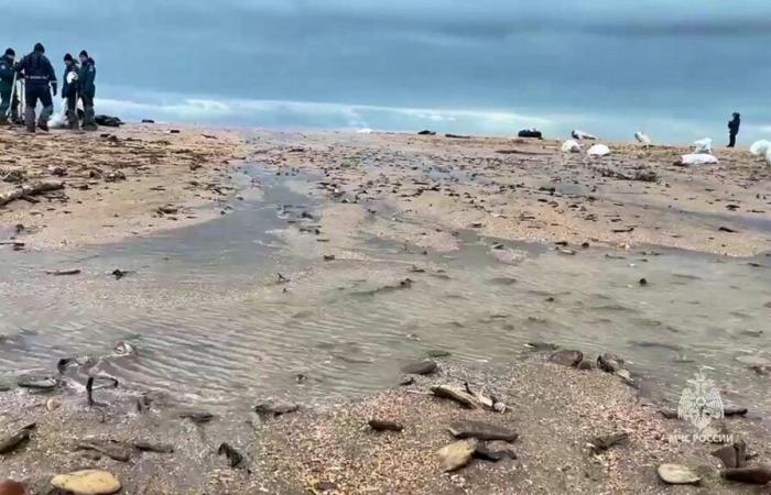 Malgré la marée noire, ils se baignent dans la mer glacée