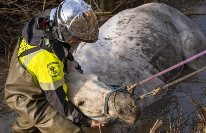 Un cheval tombé dans une poche d’eau secouru par les pompiers de Genève