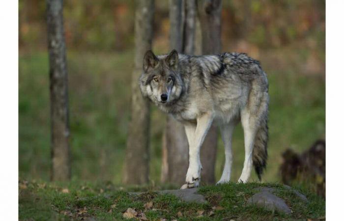 un loup formellement identifié pour la première fois en 150 ans