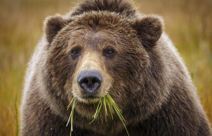 les deux sœurs qui ont vu l’ours