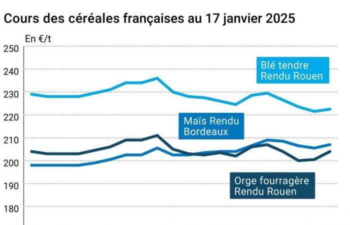 Marché des céréales le 20 janvier 2025 – Les prix du maïs à nouveau au plus haut depuis un an sur le CBOT