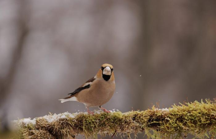 chaque oiseau compté peut faire une différence !