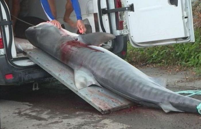 L’interdiction de vente de viande de requin maintenue à La Réunion