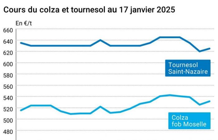 Marché des oléagineux le 20 janvier 2025 – Rebond des prix du colza avant l’investiture de Donald Trump