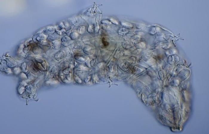 Les tardigrades ont récupéré des gènes d’espèces disparues pour devenir (presque) indestructibles