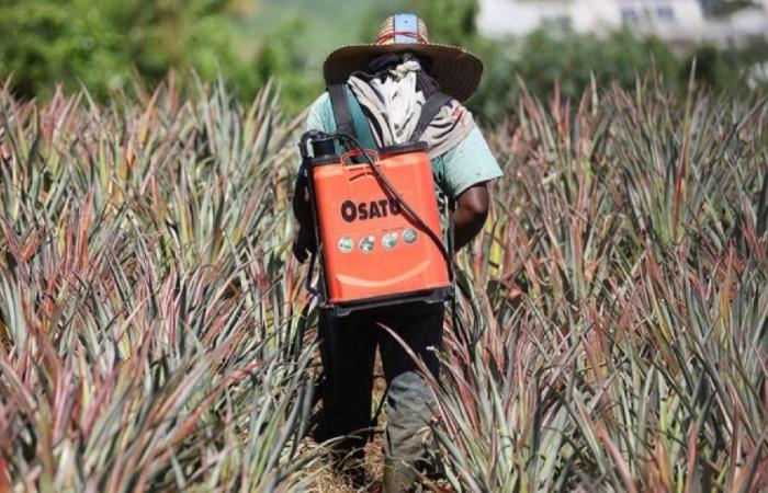 La Réunion consomme (beaucoup) de pesticides mais cherche à se débarrasser de cette habitude