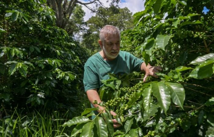 Quand la sécheresse au Brésil fait flamber le prix du café – 21/01/2025 à 13h10