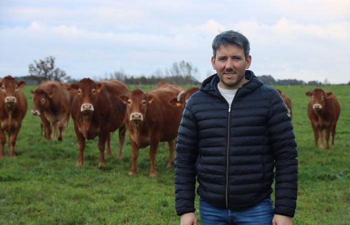 cet élevage vendéen sublime la viande du Limousin, découvrez-le