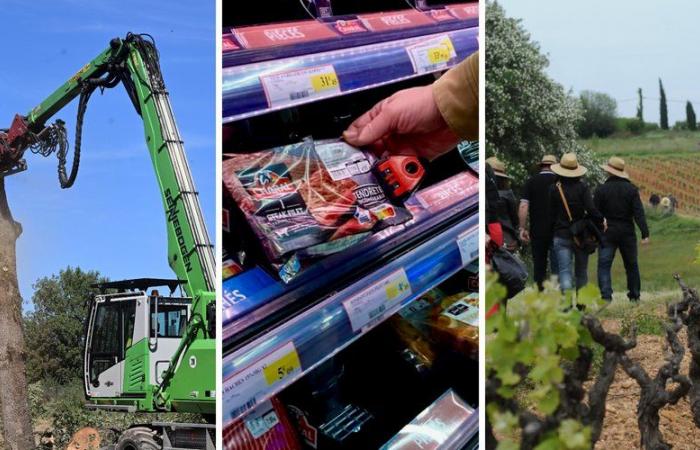 Feu vert aux travaux sur l’A69, steaks sous écluses, vignes folles dans le Gard… l’actualité incontournable de la région