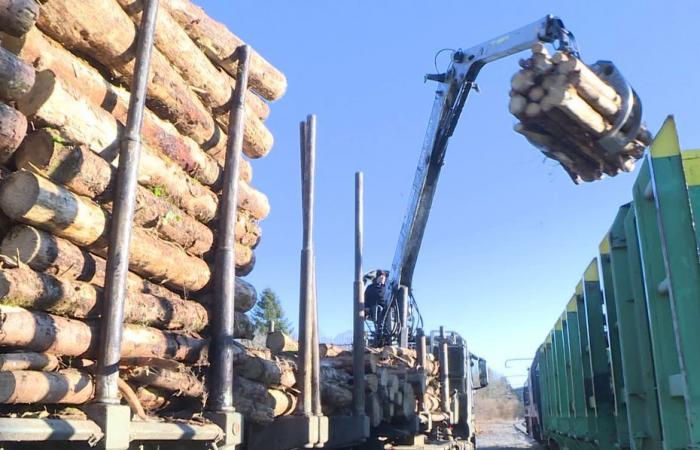 un long voyage en train spécial pour sauver ces bois à écorce