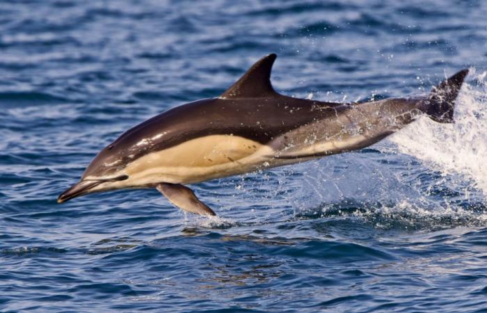 la pêche interdite pour sauver les dauphins