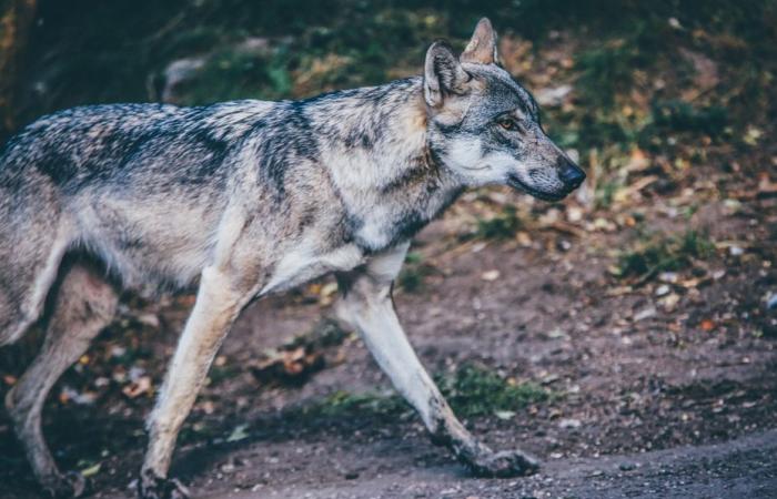 le loup est-il de retour en Seine-Maritime ?