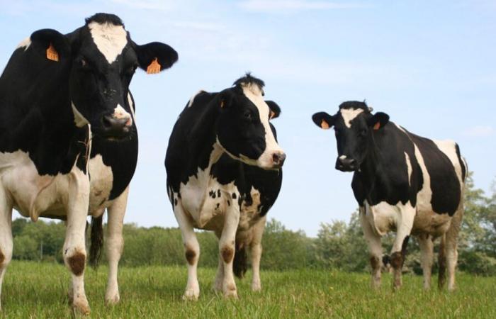 Sept de leurs vaches sont abattues après une erreur de diagnostic, les éleveurs réclament 230 000 euros