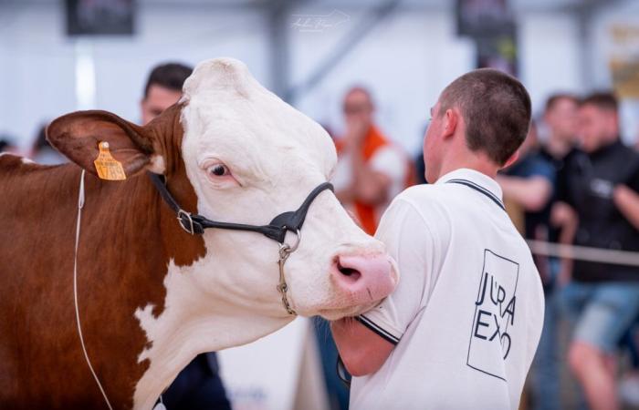 J’ai juré. Jura Expo : 90 Montbéliardes au concours de l’excellence