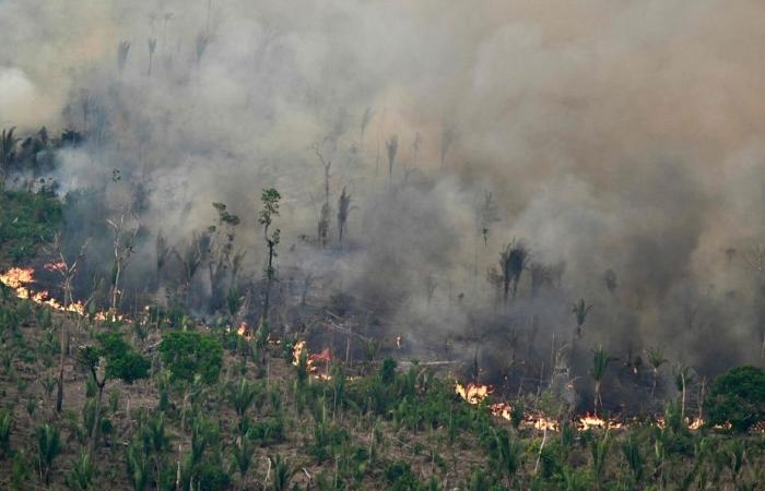 La superficie des usines brûlées par les incendies a bondi de 79 % l’année dernière