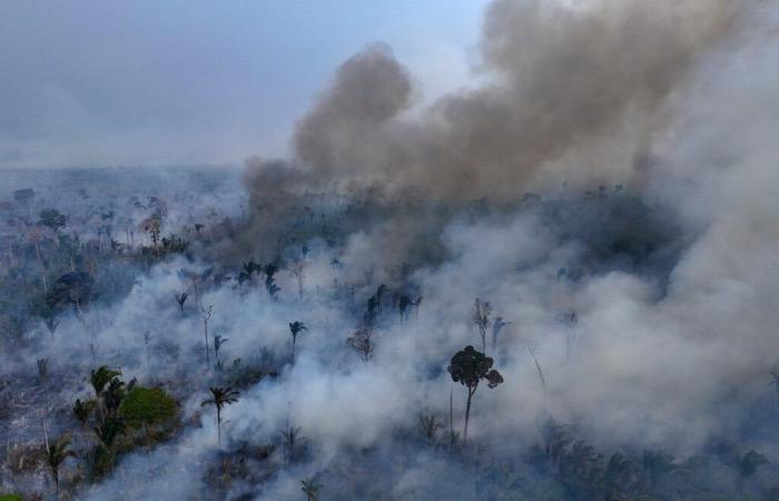 la superficie des usines brûlées par les incendies a bondi de 79 % en 2024