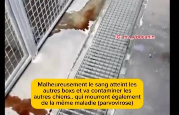 Un appel urgent à la protection des animaux