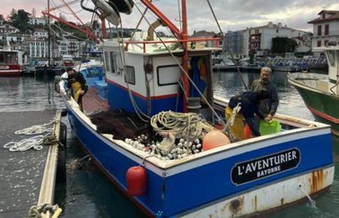 dans le golfe de Gascogne, les pêcheurs prêts à travailler avec les scientifiques pour généraliser les répulsifs contre les dauphins