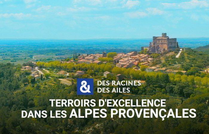 terroirs of excellence in the Provencal Alps Des Racines and Des Ailes