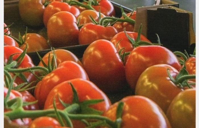 Le prix des tomates n’augmente plus