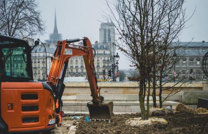 quel est le réel impact des forêts urbaines ?