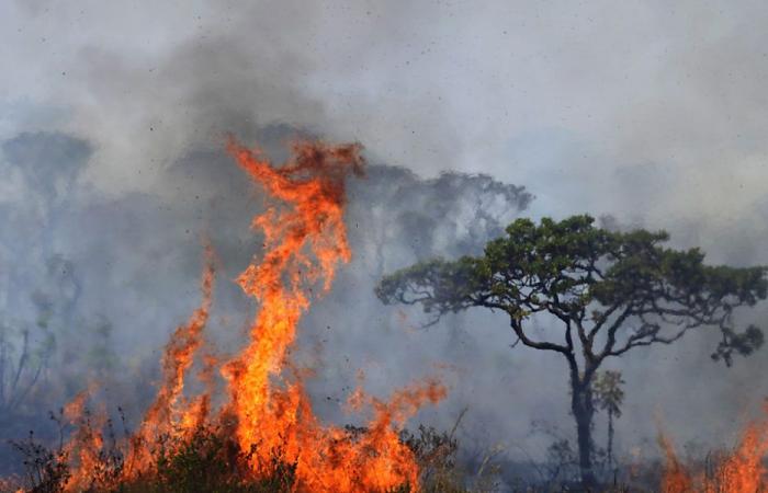 la superficie de l’usine brûlée par les incendies a bondi de 79 %