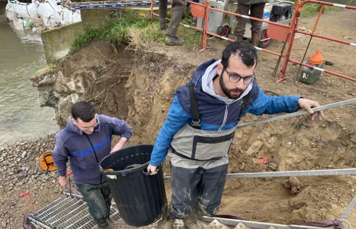 La pêche électrique a permis de sauver 143 poissons coincés entre deux batardeaux du canal de la Robine à Narbonne