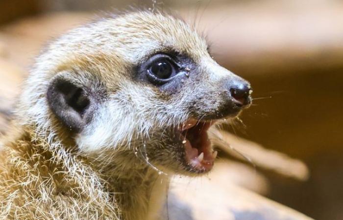 Suricates et ouistitis… Huit mois de prison pour l’amoureux des animaux exotiques