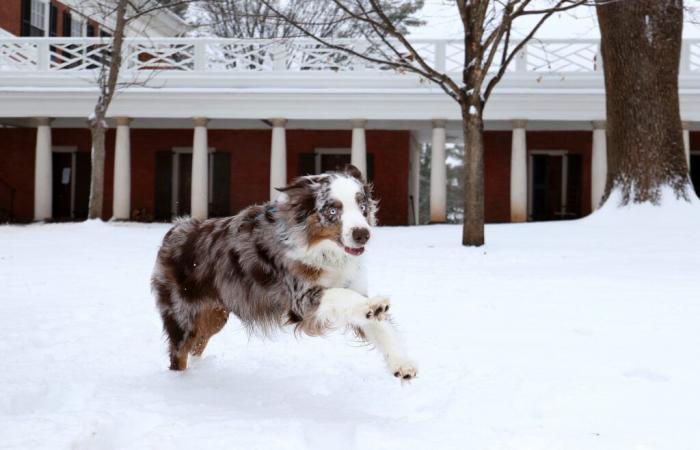 Comment assurer la sécurité de votre chien dans la neige et le froid ?