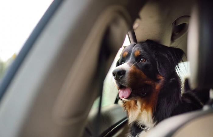 Deux chiens meurent dans une voiture à Genève : le propriétaire condamné