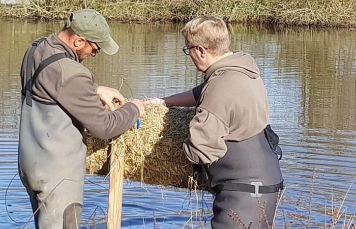 « Équilibrez votre nid ! », des chasseurs aux petits soins pour l’avifaune des zones humides