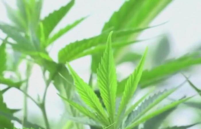 Les habitants de Lockhart sont frustrés par la décision de la ville de s’opposer à la décriminalisation de la marijuana