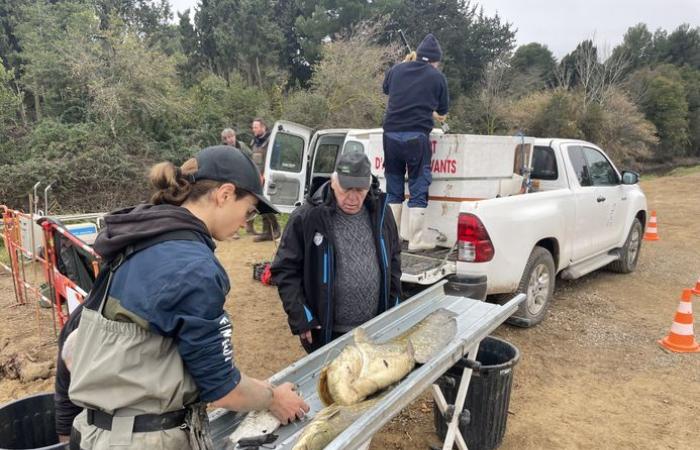 La pêche électrique a permis de sauver 143 poissons coincés entre deux batardeaux du canal de la Robine à Narbonne