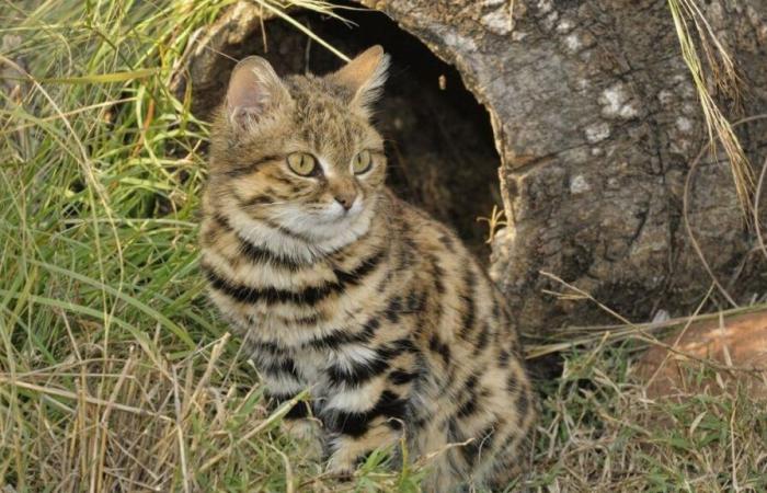 Le chat aux pieds noirs est en danger