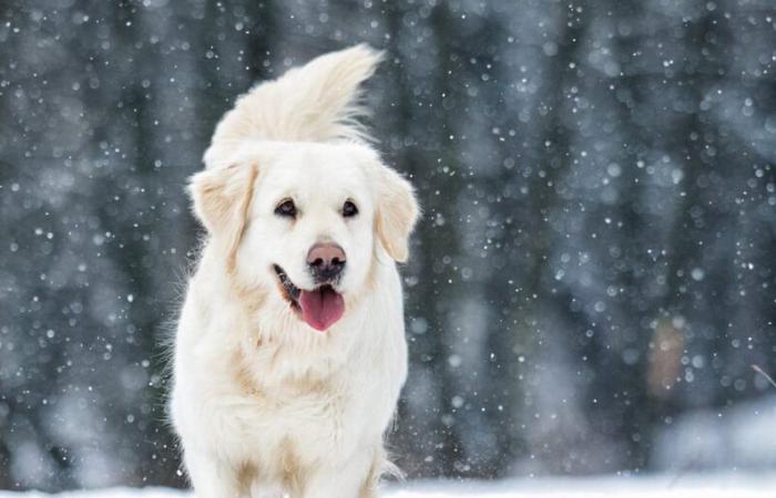 La RHSPCA constate un afflux de chiens en période hivernale