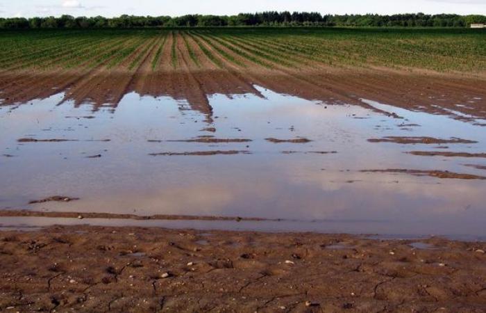 Les averses menacent à nouveau les récoltes françaises