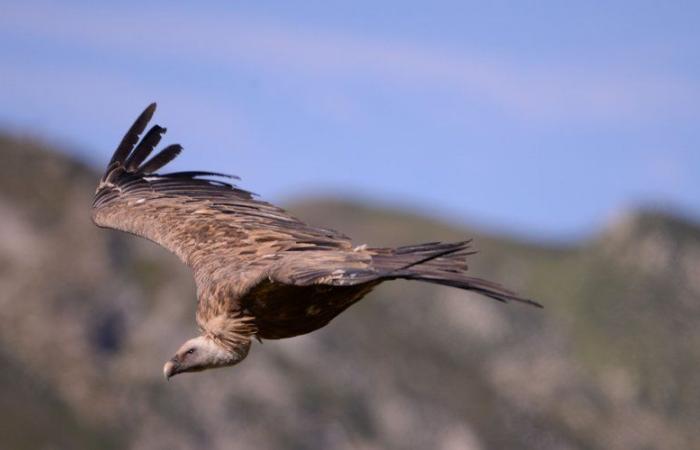 Comment la biodiversité est devenue un atout touristique majeur