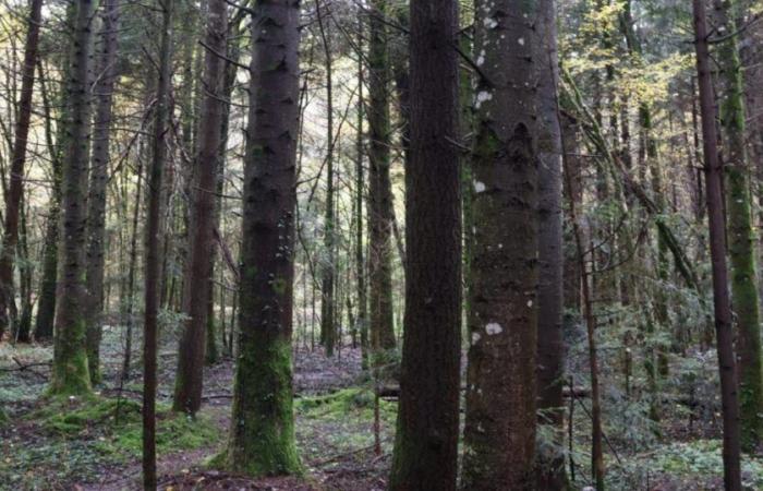 Haute Savoie. Une chasse organisée ce mercredi pour retrouver un randonneur égaré