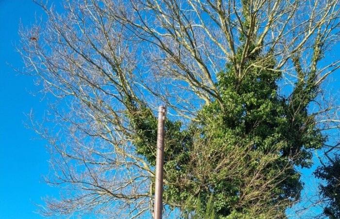 privé d’Internet pendant trois mois à cause d’un arbre !