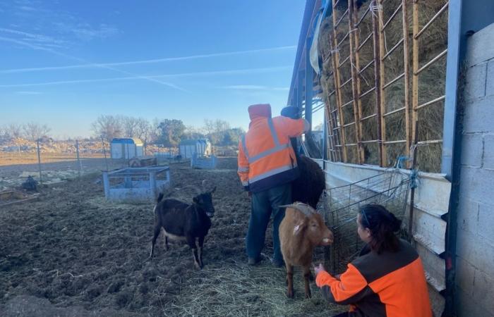 L’Agglomération Gard Rhône et l’association Équi-libre s’associent pour réduire le gaspillage alimentaire et venir en aide aux animaux en détresse